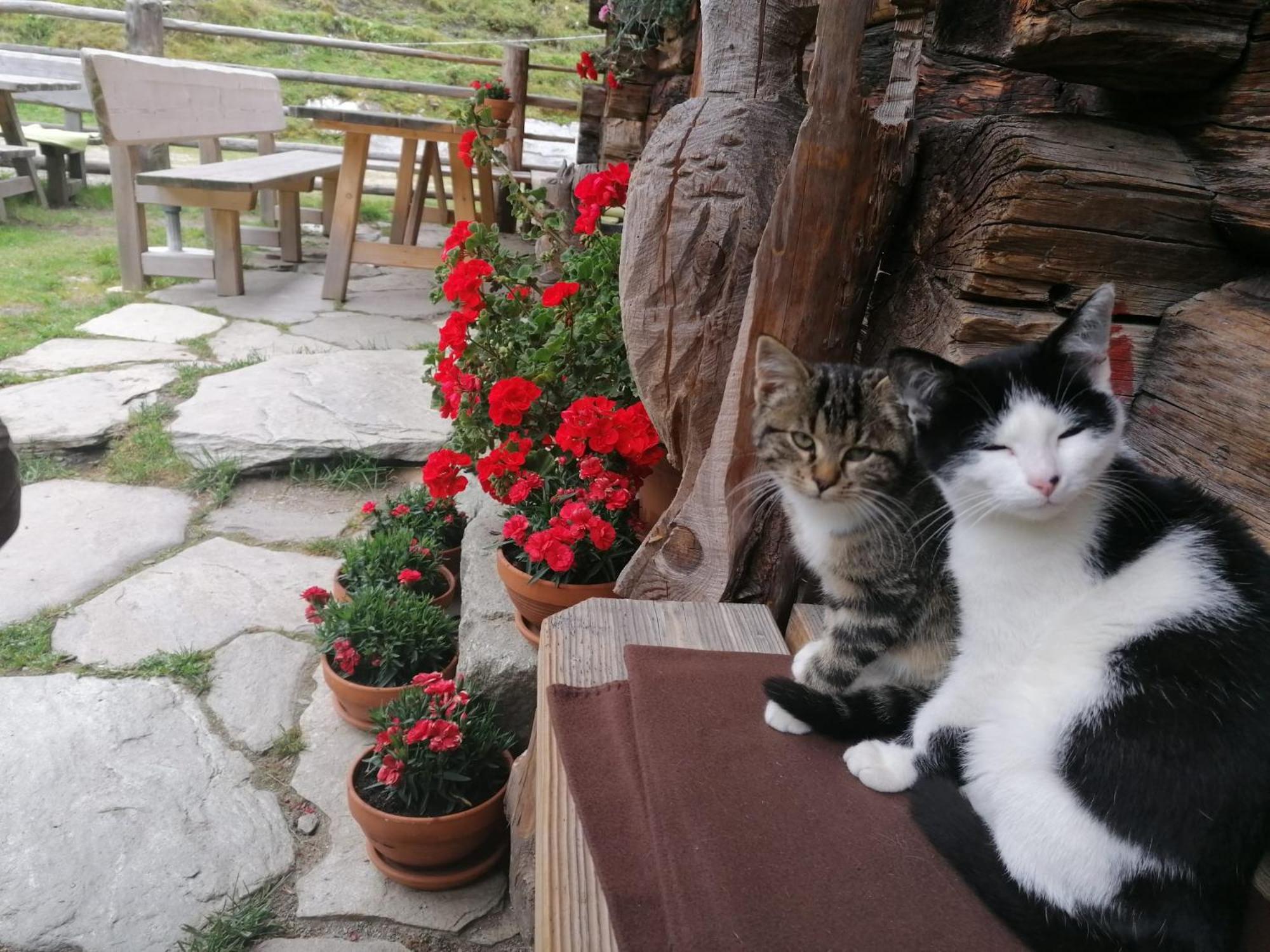 Birnbaum Chalets Grossarl Kültér fotó